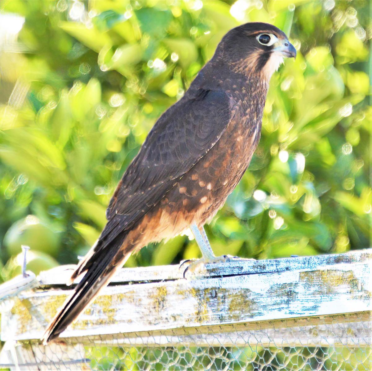 Nz Falcon on bird cage